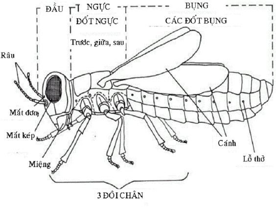 Kết cấu hình dáng của côn trùng ra sao. Bách Khoa Tri Thức