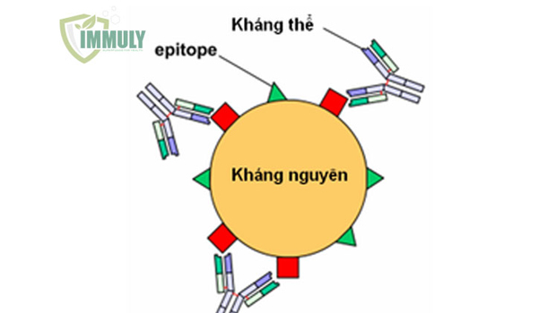 Kháng thể là cái gì. Bách Khoa Tri Thức