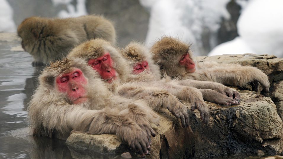 Khỉ cái thích làm bạn với nhau hơn là con đực. Bách Khoa Tri Thức