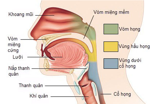 Làm cách nào chúng ta nuốt được. Bách Khoa Tri Thức
