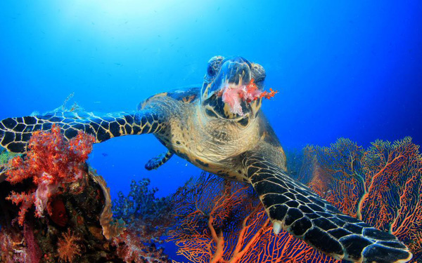 Làm cách nào rùa thở được dưới nước. Bách Khoa Tri Thức