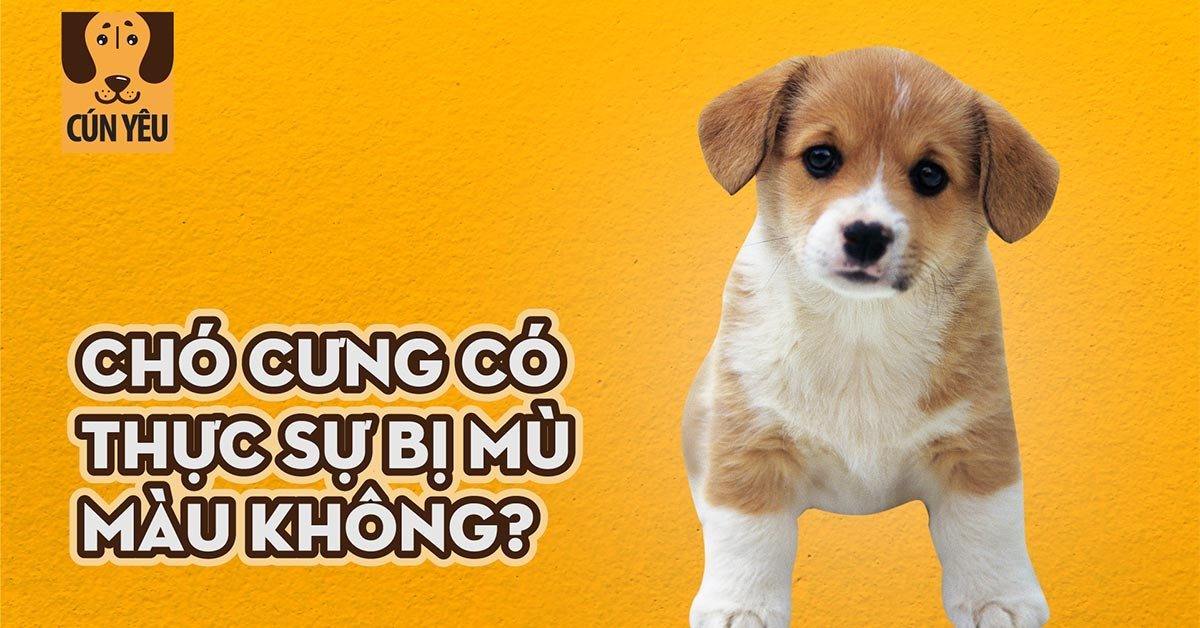 Làm sao các nhà khoa học biết loài vật không phân biệt màu sắc. Bách Khoa Tri Thức