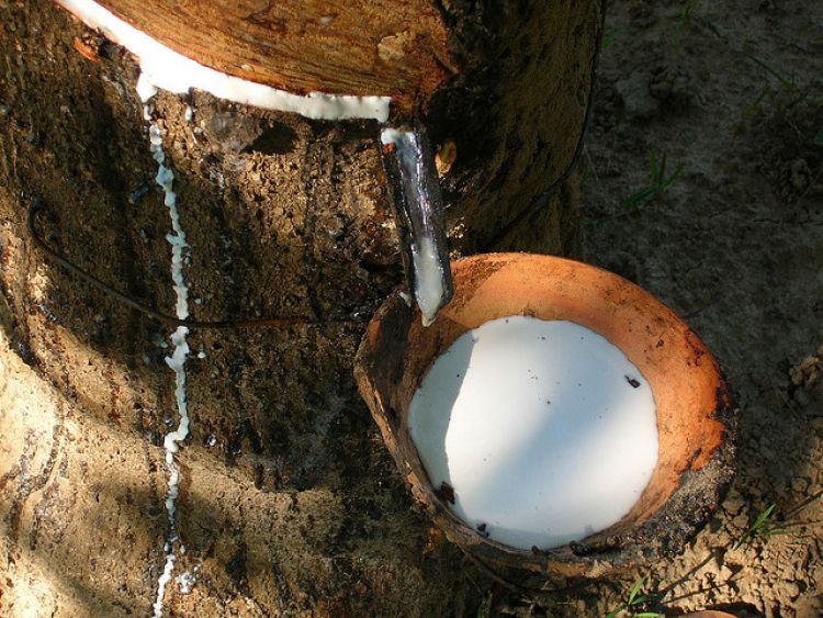 Làm thế nào để lấy mủ cao su. Bách Khoa Tri Thức