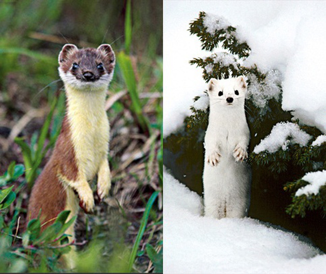 Làm thế nào để phân biệt được chồn Ermine với các loại chồn khác. Bách Khoa Tri Thức
