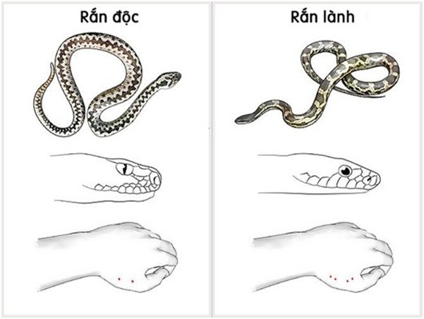 Loại rắn nào có nọc độc. Bách Khoa Tri Thức