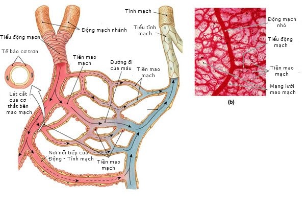 Mao quản là gì. Bách Khoa Tri Thức