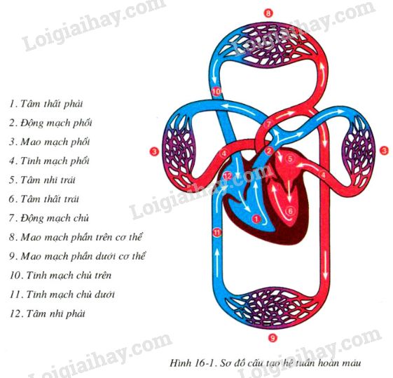 Máu đã lưu chuyển tuần hoàn như thế nào. Bách Khoa Tri Thức