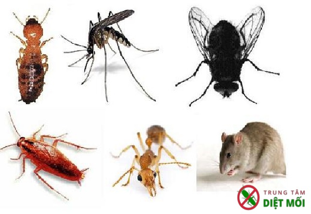 Muỗi, ruồi nhặng - hai côn trùng nguy hiểm. Bách Khoa Tri Thức