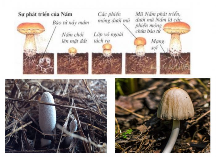 Nấm mọc cách nào. Bách Khoa Tri Thức