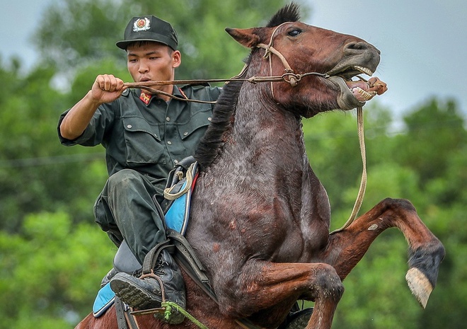 Ngựa được thuần hóa từ bao giờ. Bách Khoa Tri Thức