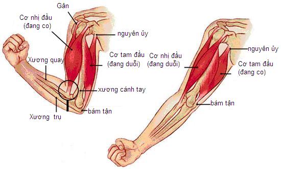 Người bạn đồng hành thân thiết của xương là ai. Bách Khoa Tri Thức