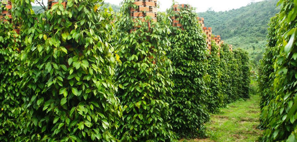 Người ta trồng cây tiêu như thế nào. Bách Khoa Tri Thức