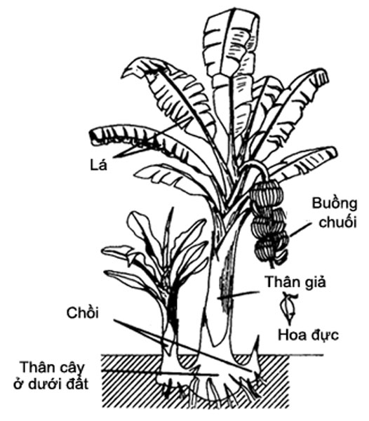 Người ta trồng chuối bằng cách nào. Bách Khoa Tri Thức