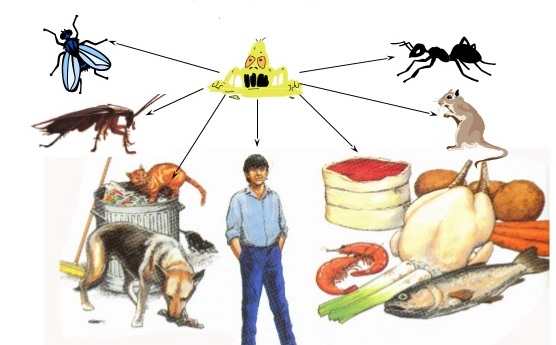 Nguyên nhân nào gây ngộ độc thức ăn?. Bách Khoa Tri Thức