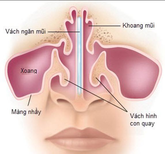 Nhiệm vụ của mũi là gì. Bách Khoa Tri Thức