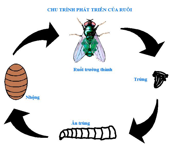 Những kỹ năng kỳ lạ của ruồi nhặng là gì. Bách Khoa Tri Thức