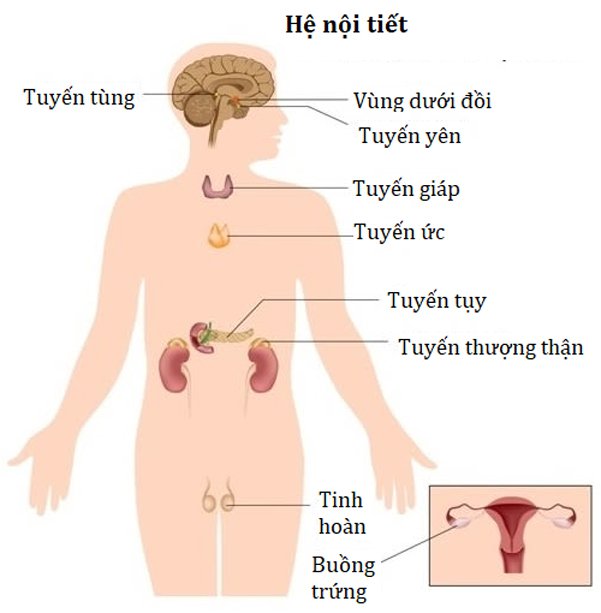 Nội tiết là gì. Bách Khoa Tri Thức
