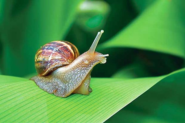 Ốc sên di chuyển như thế nào. Bách Khoa Tri Thức