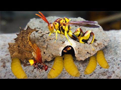 Ong bụng thon (tò vò) ký sinh như thế nào. Bách Khoa Tri Thức