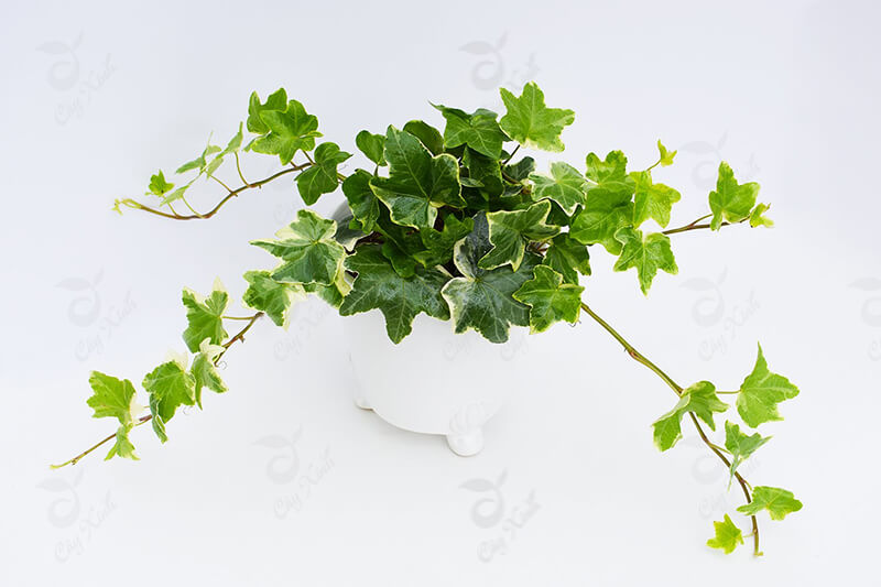 Phải chăng cây trường xuân có chất độc. Bách Khoa Tri Thức
