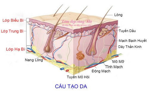 Phòng tuyến “da” được cấu tạo như thế nào. Bách Khoa Tri Thức