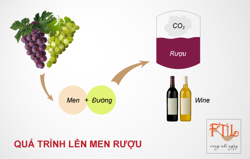 Sự lên men là gì. Bách Khoa Tri Thức