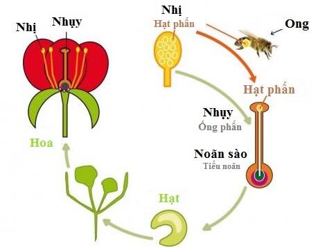 Sự thụ phấn là gì. Bách Khoa Tri Thức