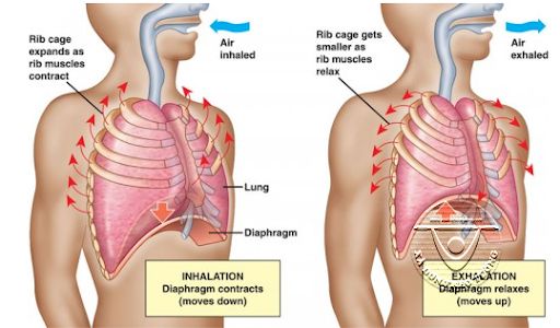 Ta thở như thế nào. Bách Khoa Tri Thức