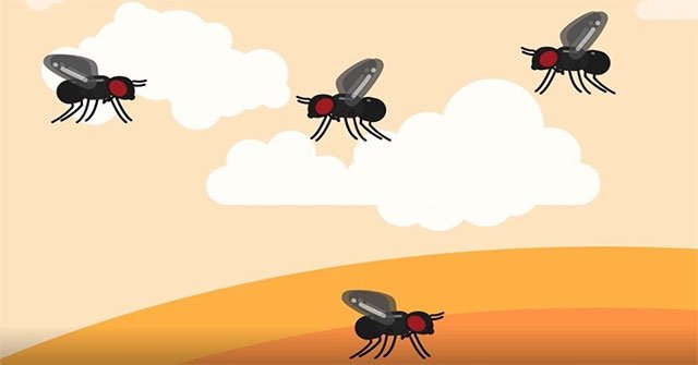Tại sao bạn không thể đập được ruồi bằng một miếng bìa các tông?. Bách Khoa Tri Thức