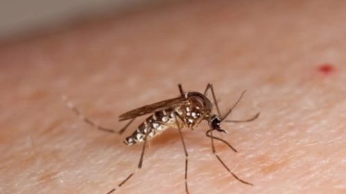 Tại sao bị muỗi chích vừa đau vừa ngứa. Bách Khoa Tri Thức