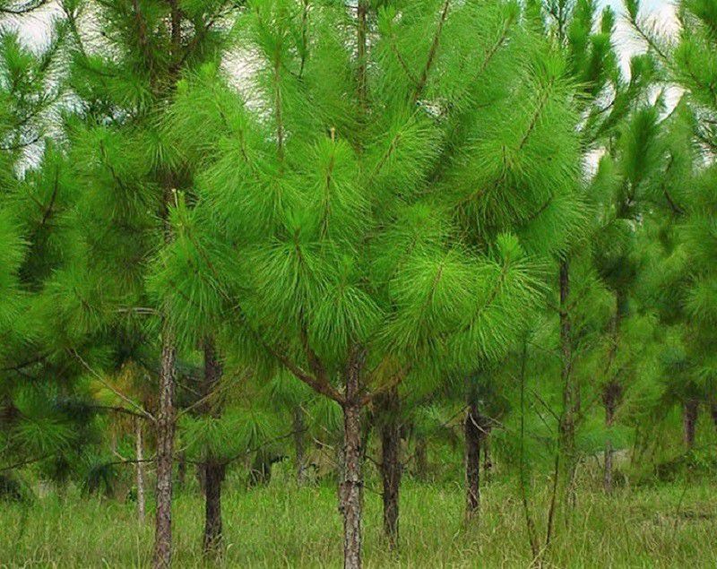 Tại sao cây thông xanh quanh năm. Bách Khoa Tri Thức