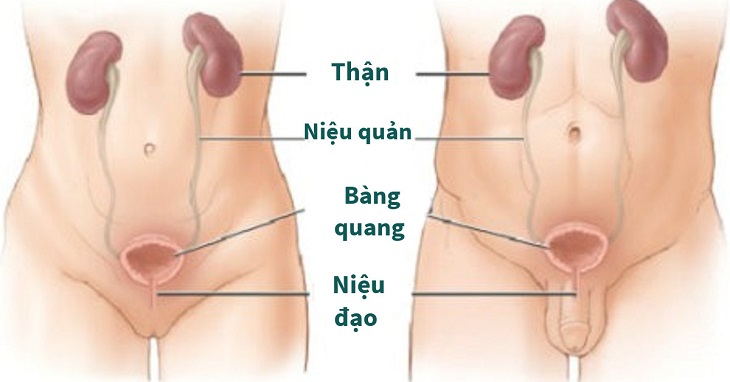 Tại sao chúng ta phải quan tâm tới hệ thống tiết niệu. Bách Khoa Tri Thức