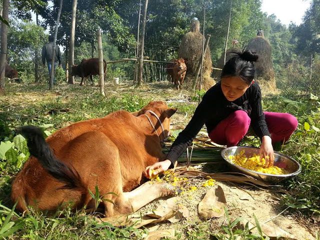 Tại sao gia súc bị long mồm lở móng. Bách Khoa Tri Thức