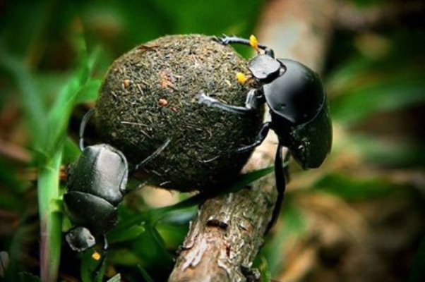 Tại sao gọi bọ hung là bọ phân. Bách Khoa Tri Thức
