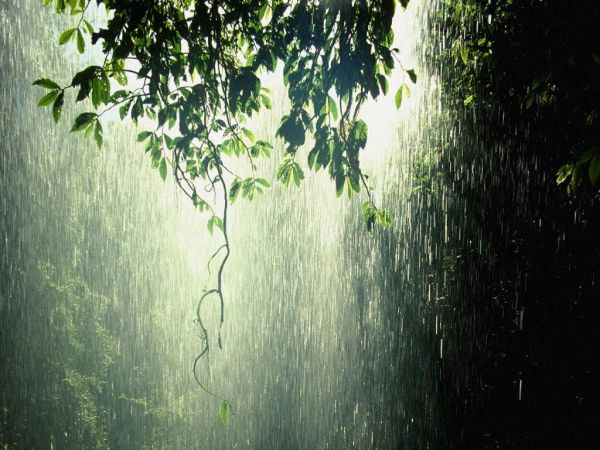 Tại sao khu vực có rừng thường mưa nhiều. Bách Khoa Tri Thức