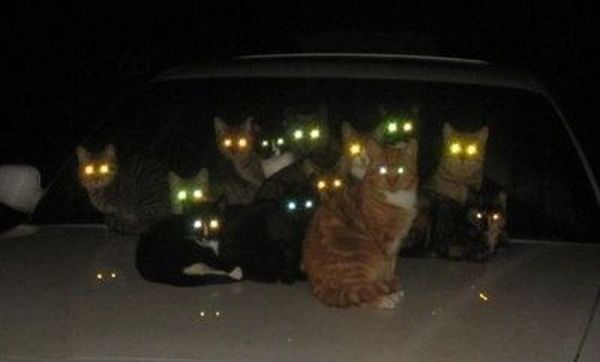 Tại sao mắt mèo sáng lên trong đêm tối. Bách Khoa Tri Thức