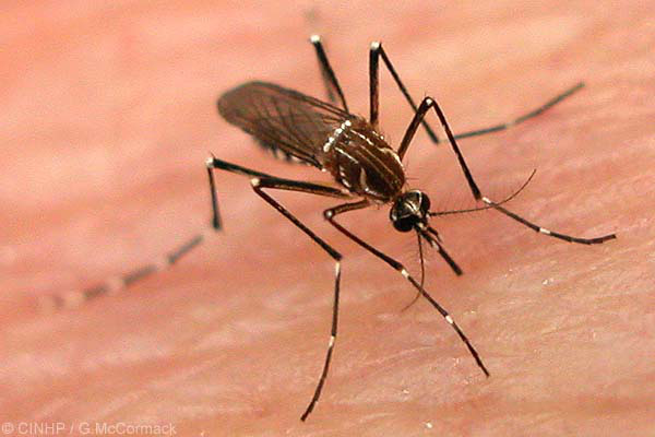 Tại sao muỗi không thể truyền bệnh AIDS. Bách Khoa Tri Thức
