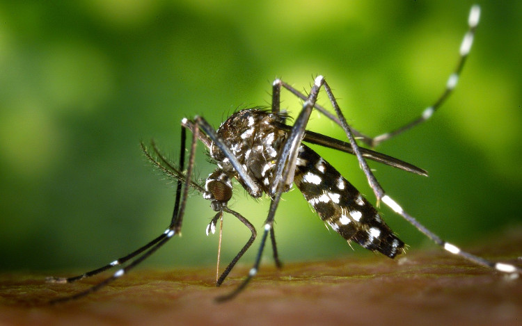 Tại sao muỗi là kẻ tử thù của loài người. Bách Khoa Tri Thức