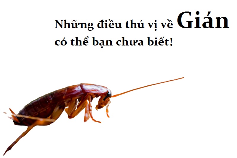 Tại sao người ta gọi con gián là một hóa thạch sống. Bách Khoa Tri Thức
