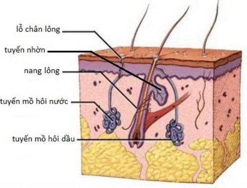 Tại sao người ta gọi da là bộ máy điều hòa nhiệt độ cao cấp. Bách Khoa Tri Thức