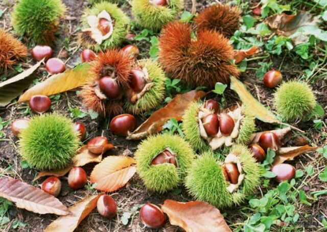 Tại sao ong sâu đục cây hạt dẻ lại không có cha. Bách Khoa Tri Thức