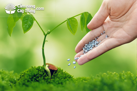 Tại sao phải dùng phân bón. Bách Khoa Tri Thức