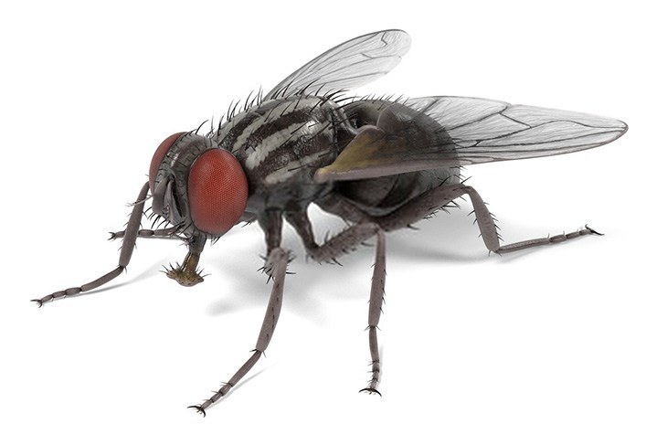 Tại sao ruồi có thể bò trên trần nhà. Bách Khoa Tri Thức