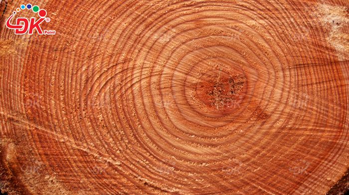 Tại sao trong thân cây lại có các vòng đồng tâm. Bách Khoa Tri Thức