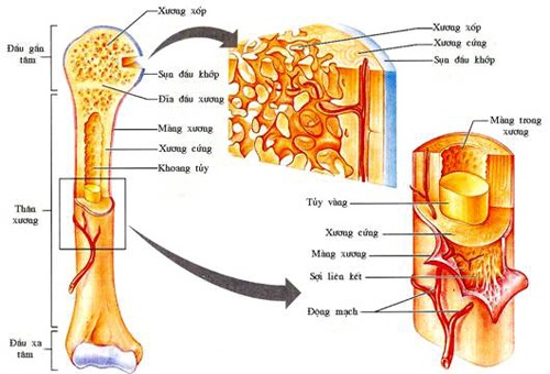 Tại sao xương lại có tính đàn hồi. Bách Khoa Tri Thức