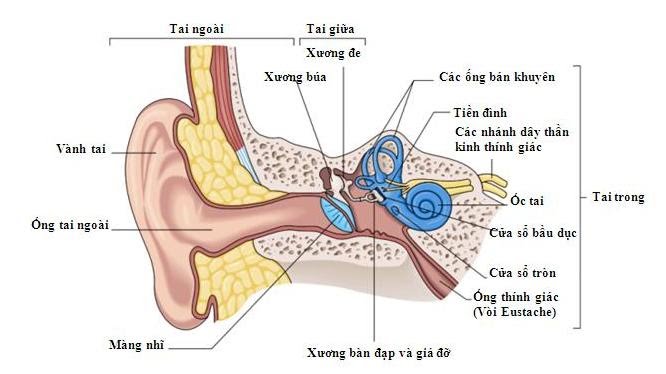 Tai ta hoạt động như thế nào. Bách Khoa Tri Thức