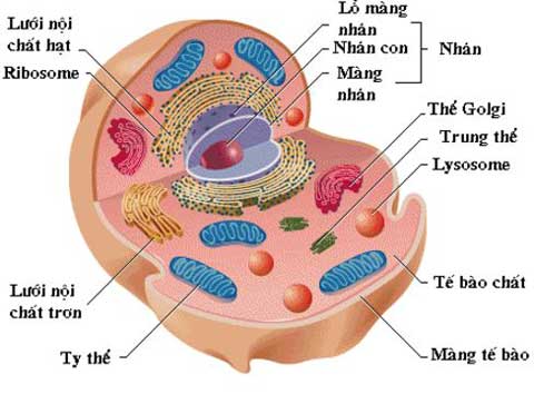 Tế bào có cấu tạo kỳ diệu như thế nào. Bách Khoa Tri Thức