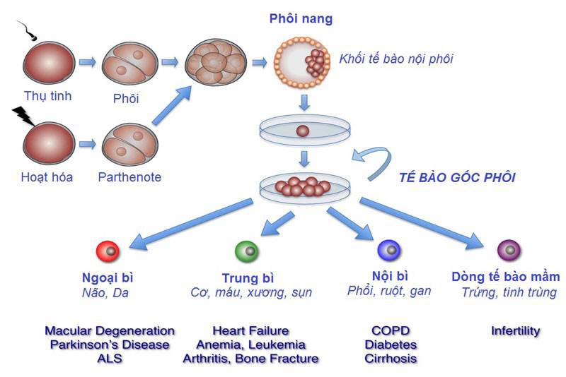 Tế bào sinh sản như thế nào. Bách Khoa Tri Thức