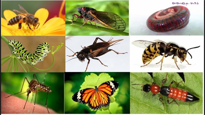 Thế giới côn trùng kỳ diệu. Bách Khoa Tri Thức
