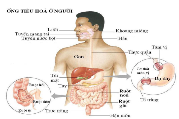 Thực phẩm được tiêu hóa như thế nào. Bách Khoa Tri Thức
